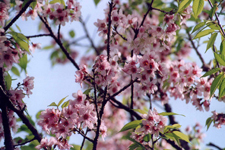 Pokhara, arbre en fleur
