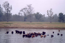 Rivi&egrave;re Rapti, buffles