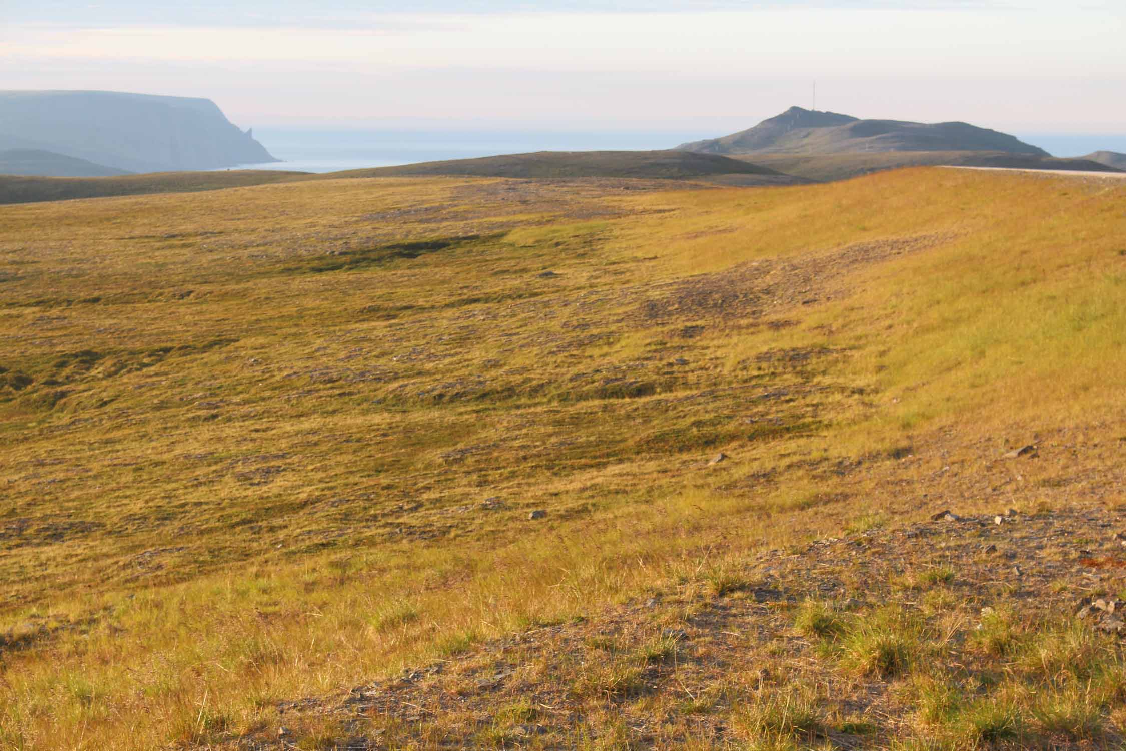 Norvège, île de Mageroya, toundra