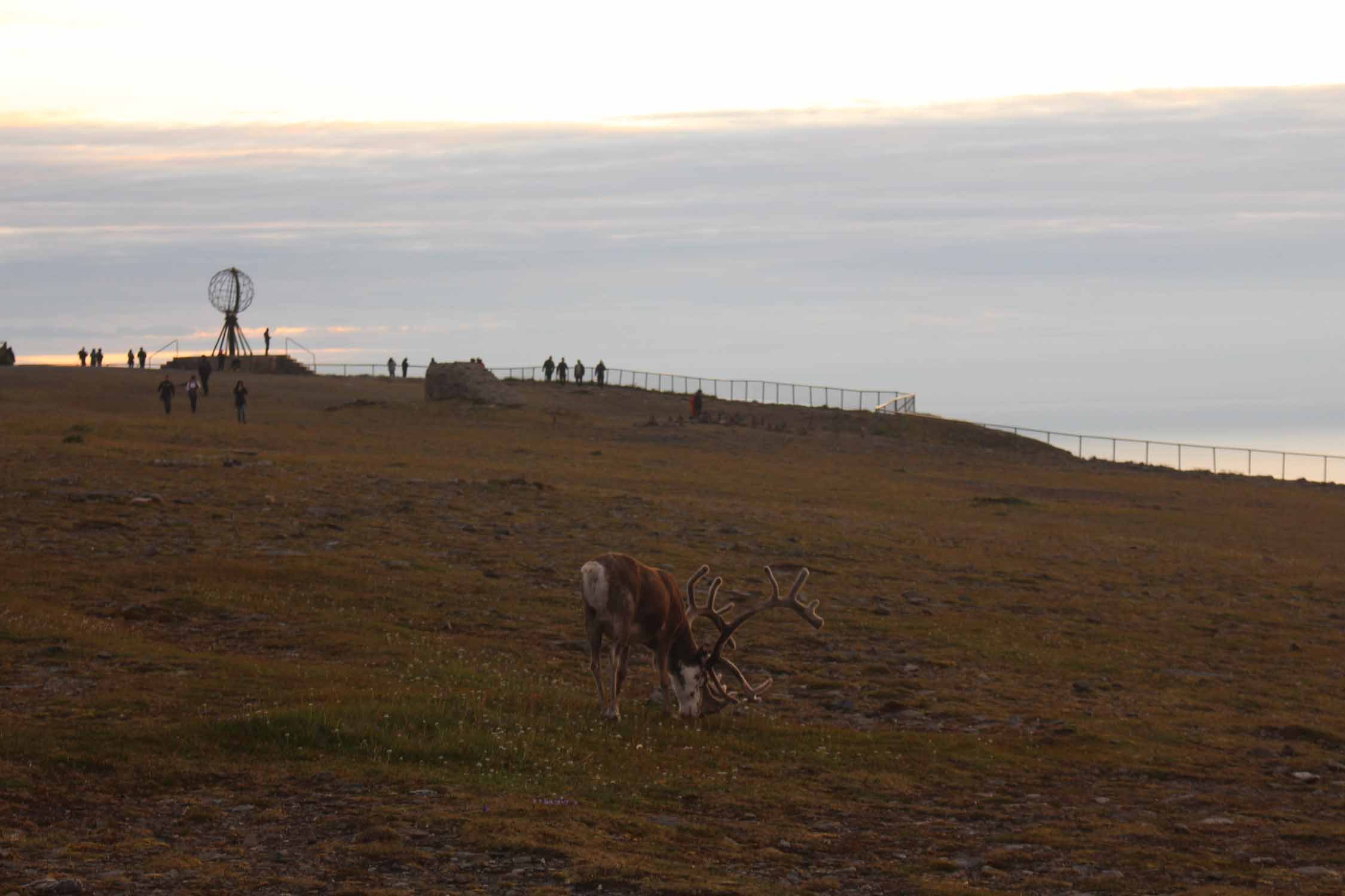 Laponie, Cap Nord, renne