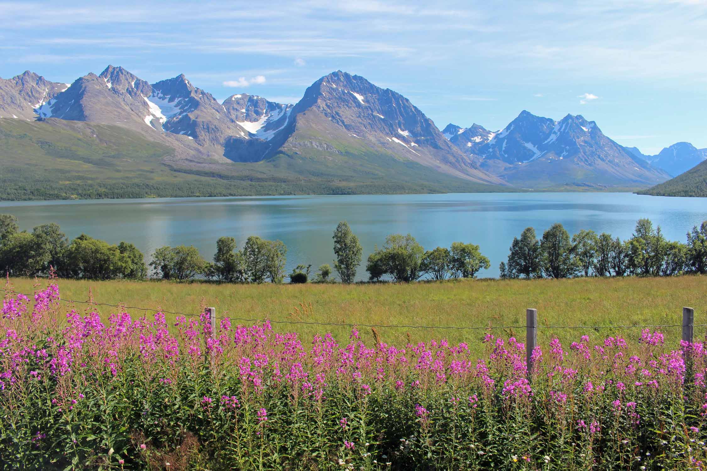 Norvège, Alpes de Lyngen, fleurs