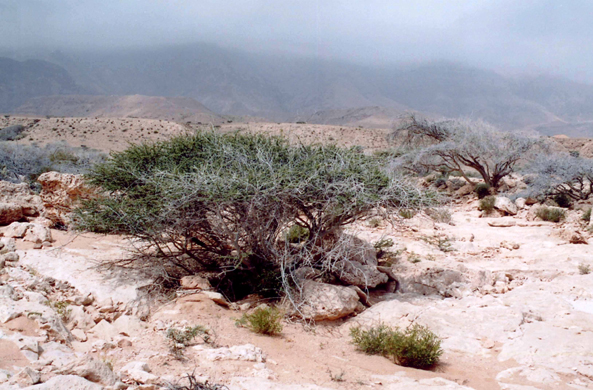 Fins, côte, paysage, Oman
