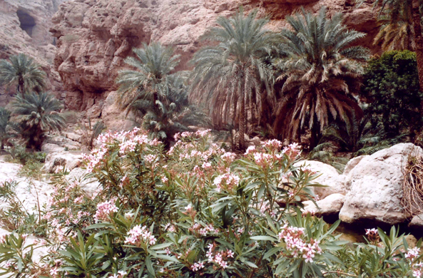 Wadi Shab, paysage