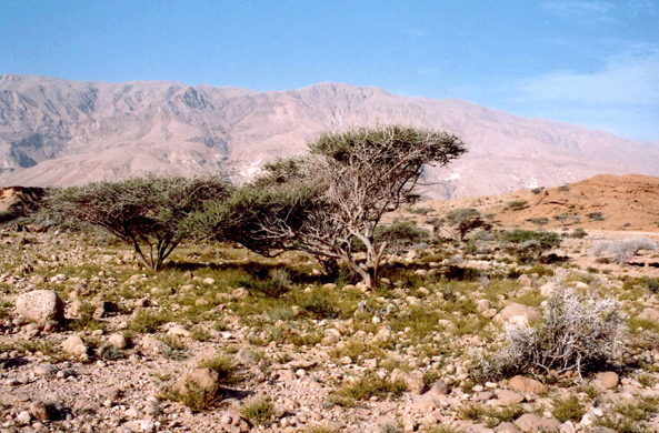 Jabal Bani Jabir, Oman
