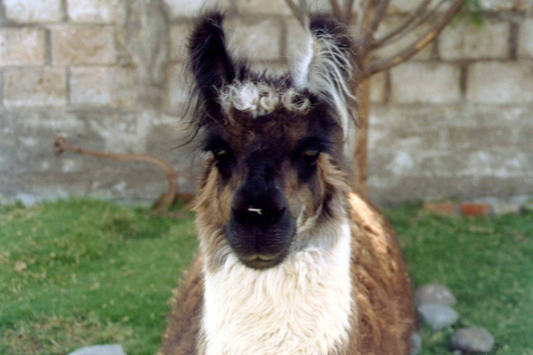 Arequipa, lama, Pérou