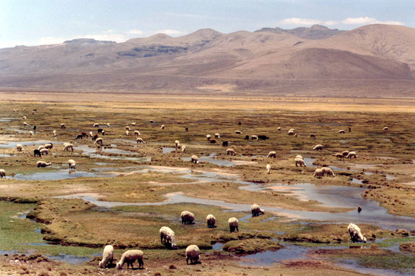 Pampa de Cañahuas, paysage