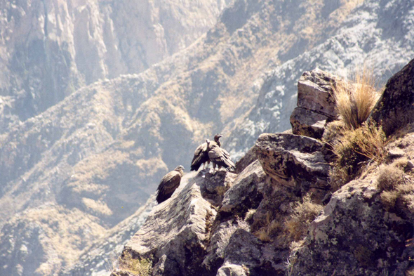 Condor, Pérou