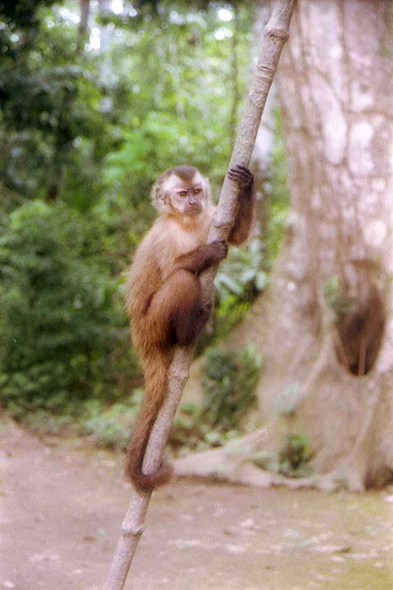 Amazonie, Pérou, singe