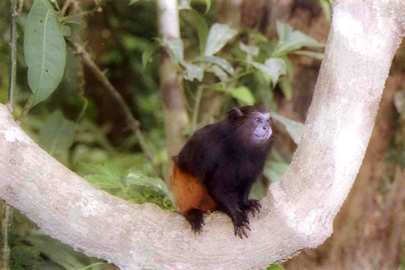 Singe, forêt amazonienne, Pérou