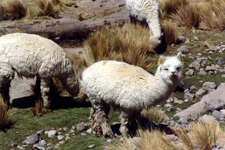 Alpaga, P&eacute;rou