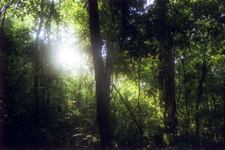 For&ecirc;t amazonienne, P&eacute;rou