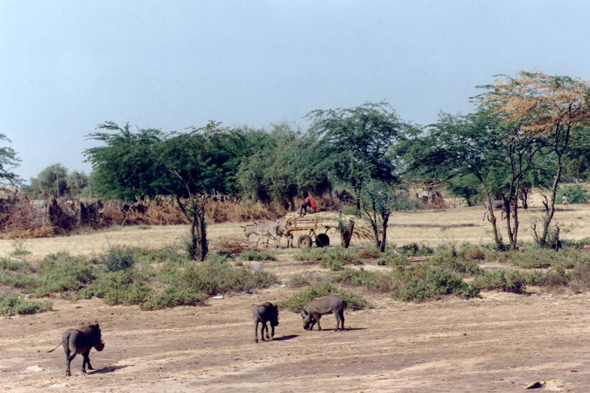 Sénégal, phacochère