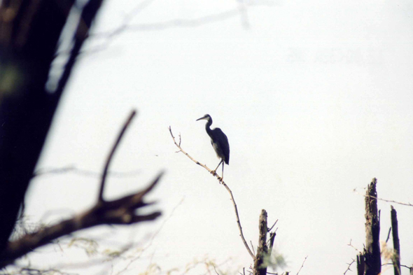 Djoudj, aigrette