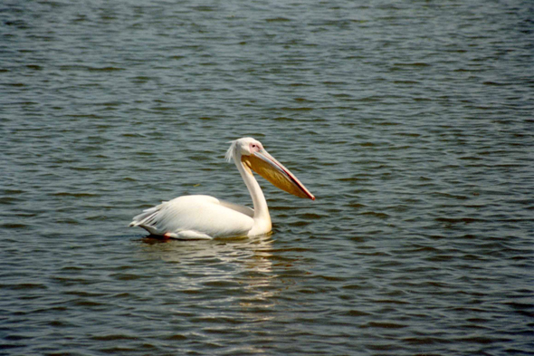 Djoudj, pélican blanc