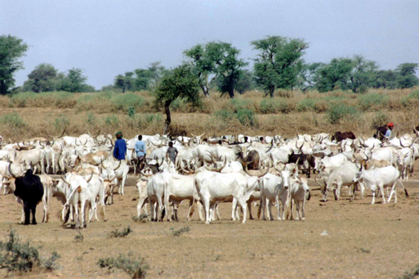 Zébu, Sénégal