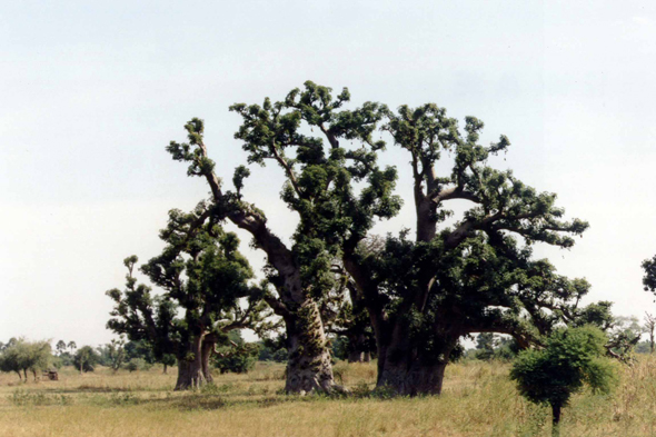Sine Saloum, baobab