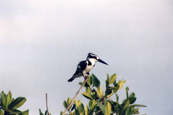 Sine Saloum, martin-pêcheur