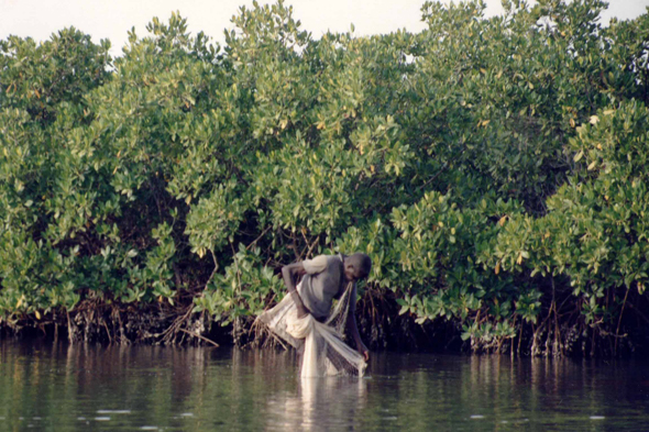 Sine Saloum, mangrove