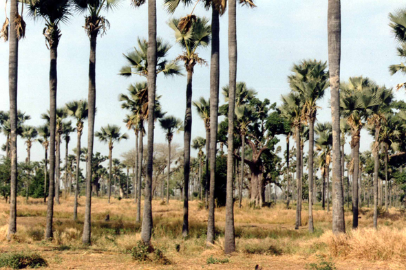 Sénégal, palmier rognier