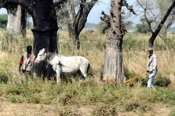 Sénégal, labourage