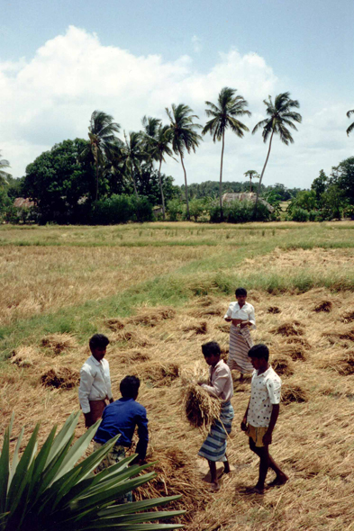 Matale, rizières