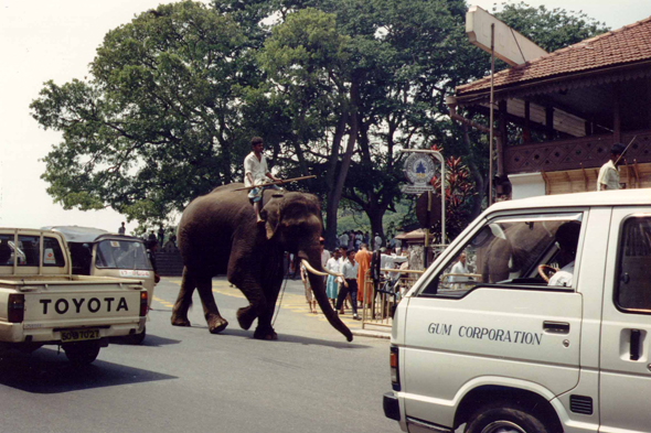 Kandy, éléphant