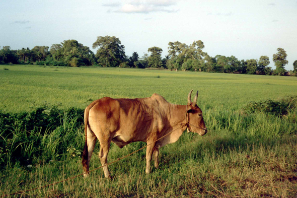 Polonnaruwa, vache