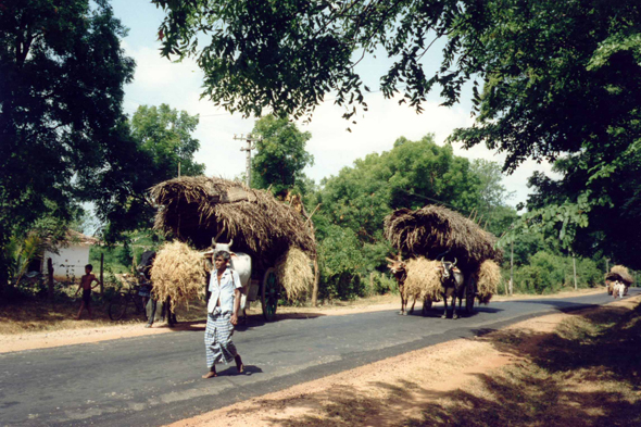 Matale, buffles