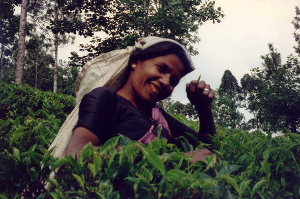 Nuwara Eliya, plantation thé