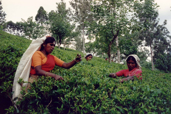 Nuwara Eliya, récolte thé