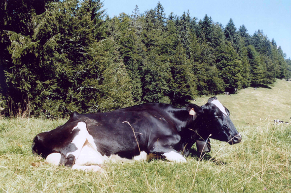 Jura Suisse, Vache