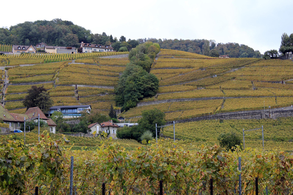 Lavaux, vigne