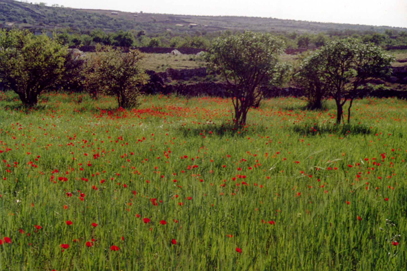 Sergilla, paysage