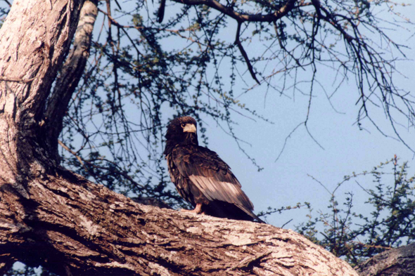 Tarangire, aigle