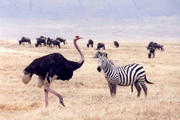 Ngorongoro, autruche