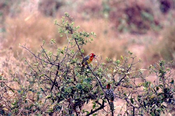 Manyara, barbu