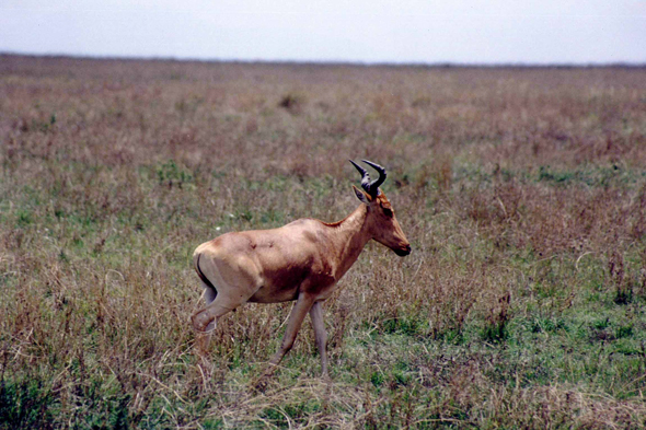 Serengeti, bubale