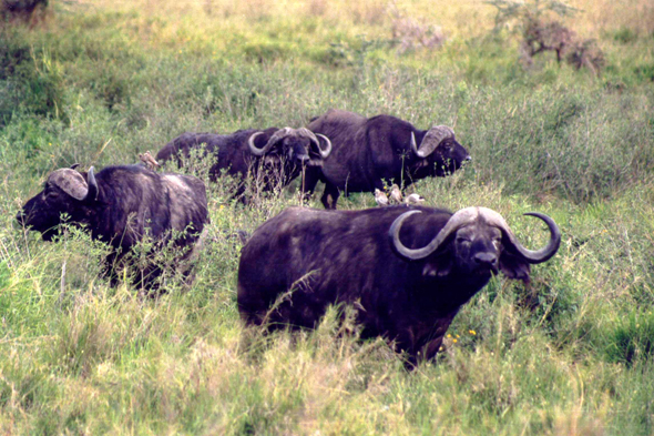 Serengeti, buffles