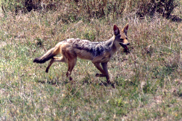 Serengeti, chacal