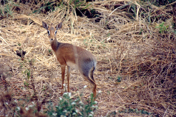 Manyara, Dik-dik