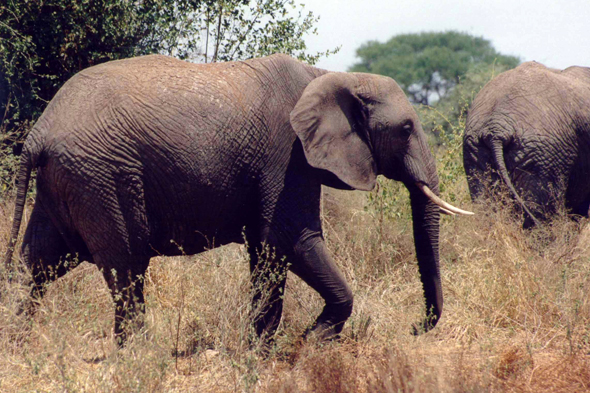 Tarangire, éléphant