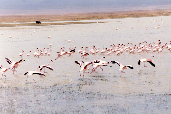 Ngorongoro, flamants roses