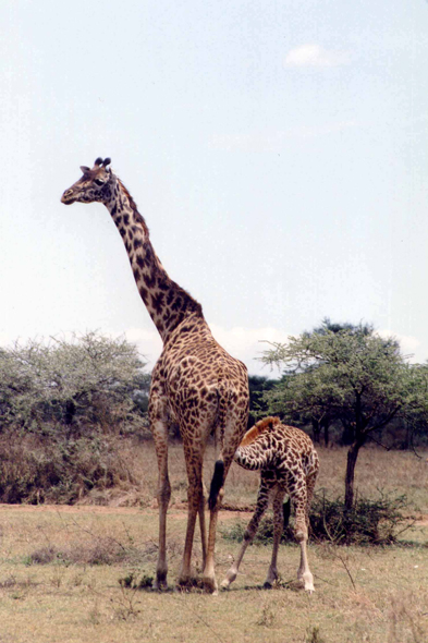 Tarangire, girafe