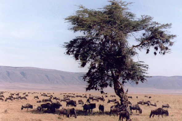 Ngorongoro, gnou