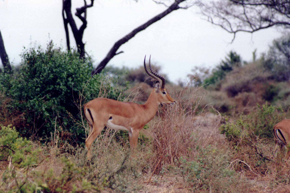 Tarangire, la gazelle de Grant