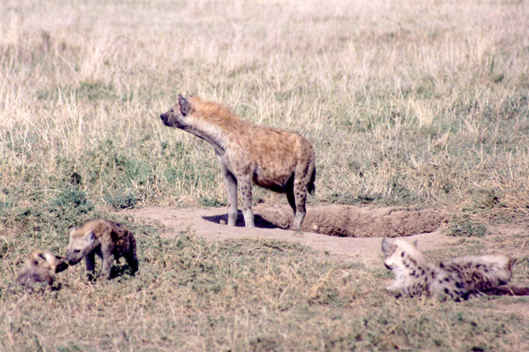 Serengeti, hyène