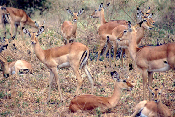 Parc de Tarangire, impala