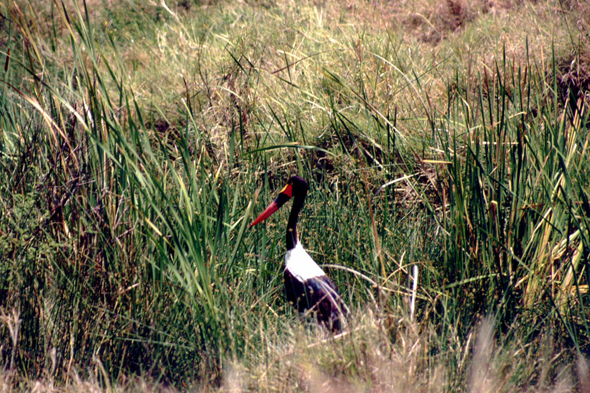 Serengeti, jabiru