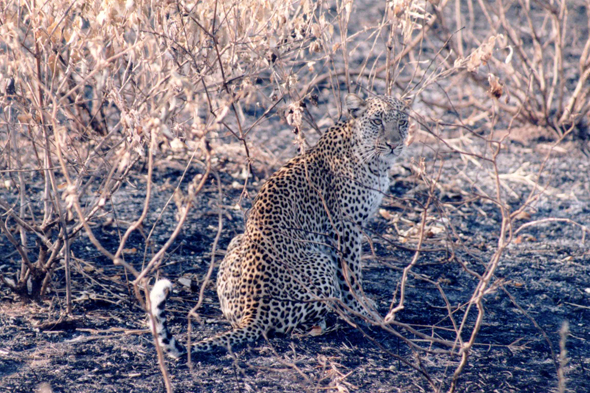 Tarangire, léopard