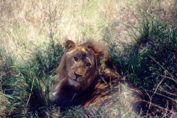 Serengeti, lion
